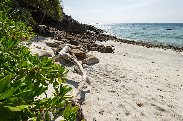 sea and the jungle on Tarutao National Marine Park sea and the jungle on Tarutao National Marine Park southern of thailand tarutao stock pictures, royalty-free photos & images