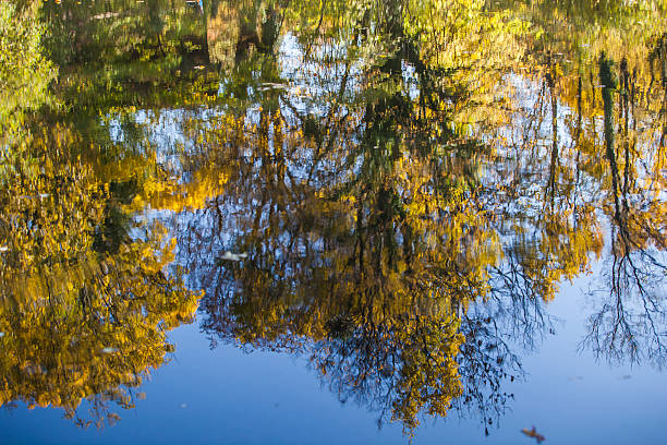 istock trees reflection in the water,autumn time 494893104