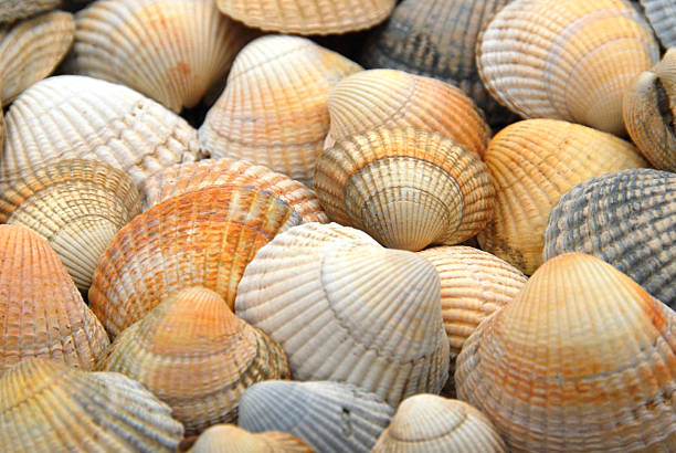 istock Group of Venus Shell from the North Sea. 494893115