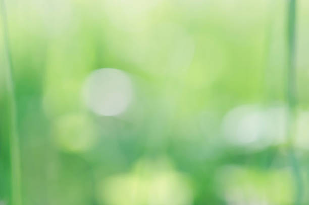 istock Sunny abstract green nature background. 494893211