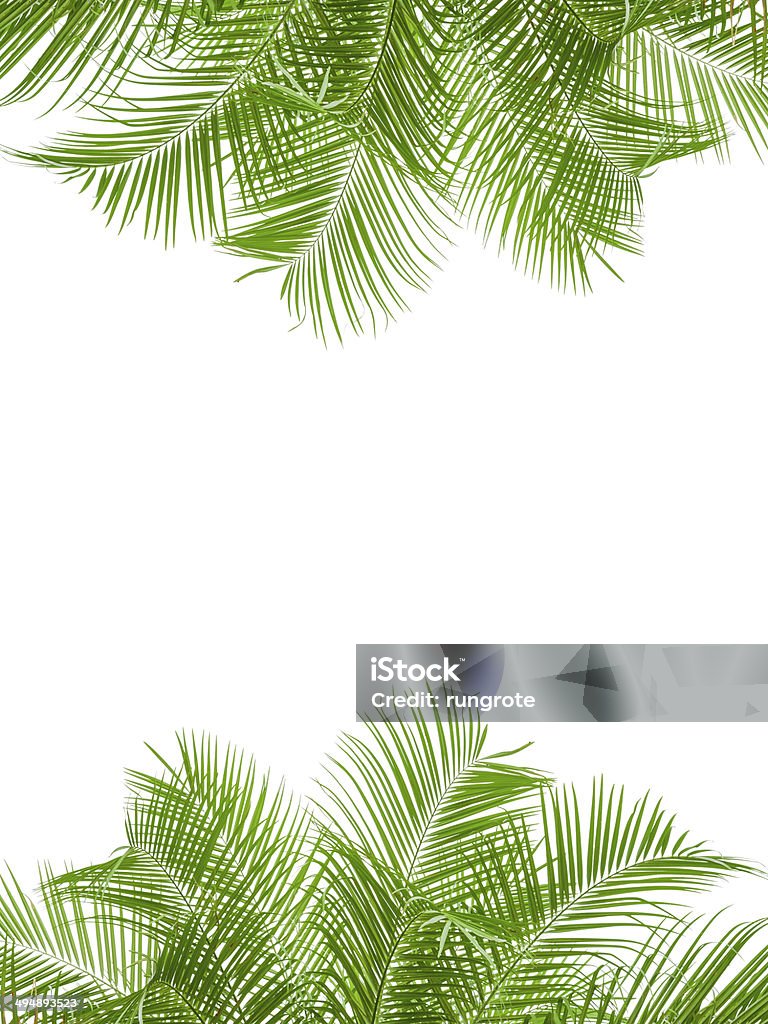 leaves of palm tree isolated on white background leaves of palm tree isolated on white background, clipping path included, design for border Botany Stock Photo