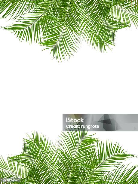 Leaves Of Palm Tree Isolated On White Background Stock Photo - Download Image Now - Botany, Branch - Plant Part, Curve