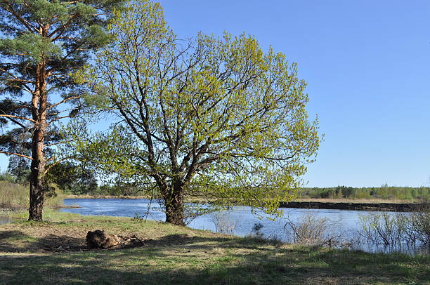 Beautiful summer landscape showing forest beside river on a sunny day.