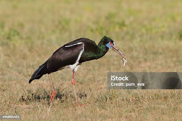 Abdimsstorch Ciconia Abdimii Abdims Stork Stock Photo - Download Image Now - Abdim's Storks, Animal Body Part, Animal Leg