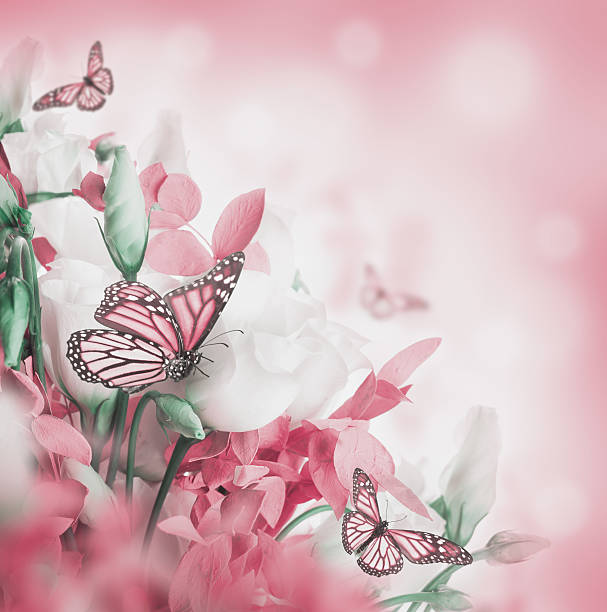 istock Bouquet of white and pink roses 494895051