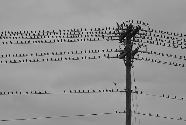 istock Group of Birds on Telephone Pole and Wires 494895190
