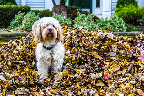 istock Walking out of the leaf pile 494895338