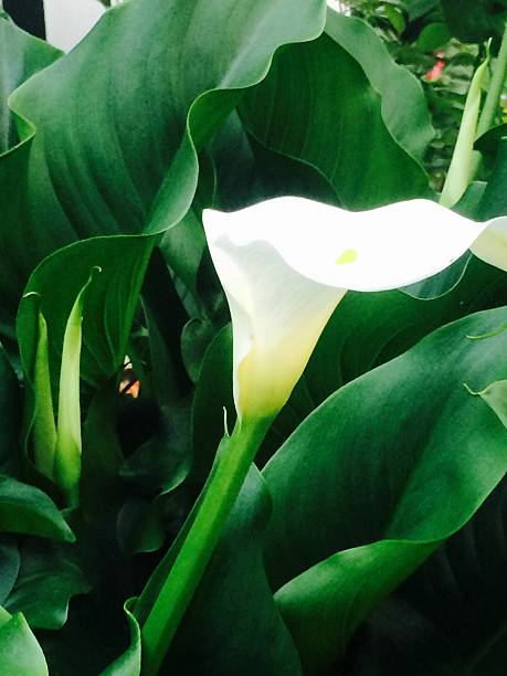 istock white flower on a lush plant 494896042