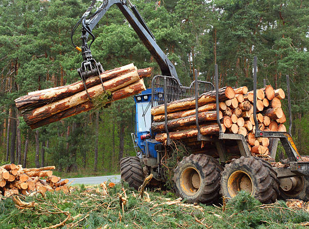 el leñador. - lumber industry tree log tree trunk fotografías e imágenes de stock