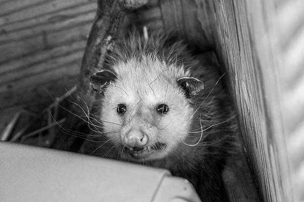 zarigüeya (didelphis growling marsupialis) - opossum australia marsupial tree fotografías e imágenes de stock
