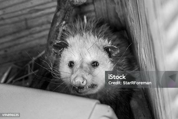 Opossum Growling Stock Photo - Download Image Now - Opossum, Animal, Animal Hair