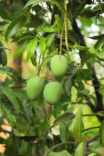 mangoes in tree