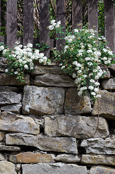 istock Twig of Spirea 494896655