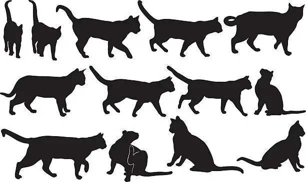 Vector illustration of cats