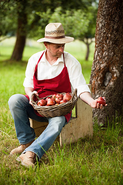 istock farmer picking apples in his orchard 494897575