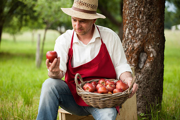 istock farmer picking apples in his orchard 494897577