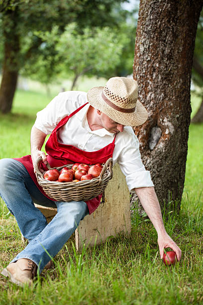 istock farmer picking apples in his orchard 494897579