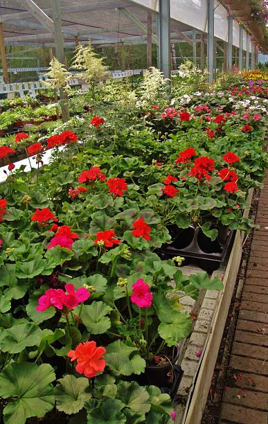 istock Growth in the greenhouse 494898077