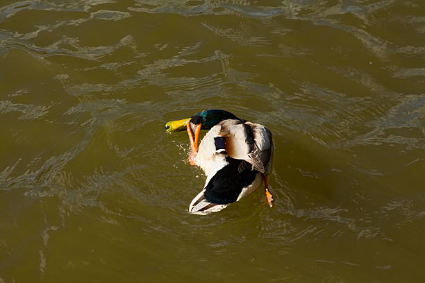 istock Duck watching their hygiene. Cleans feathers. 494899786