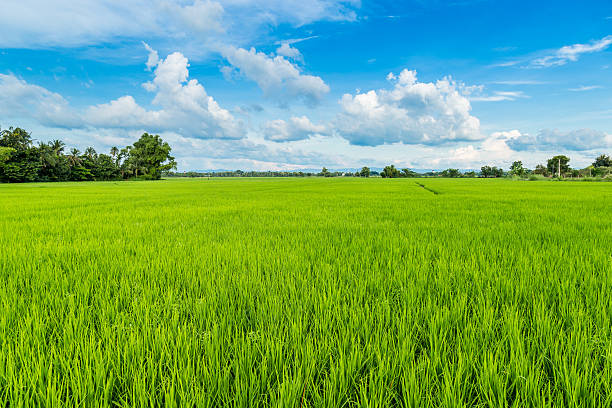 istock paddy rice and field with blue sky 494900262
