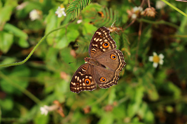 istock Lemon pansy butterfly from top down view 494901446