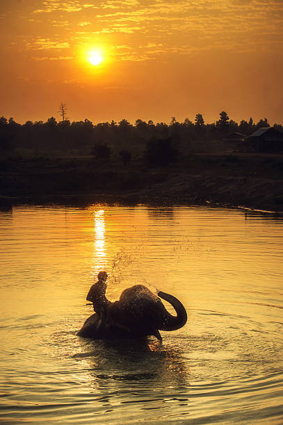 mahout clearing mahout clearing elephant in lake on sunset. elephant handler stock pictures, royalty-free photos & images