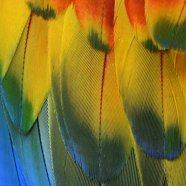 istock Beautiful Feathers of a Scarlet Macaw 494902024