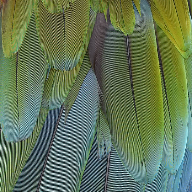 istock Beautiful feathers bird, Closeup Scarlet Macaw. 494902180