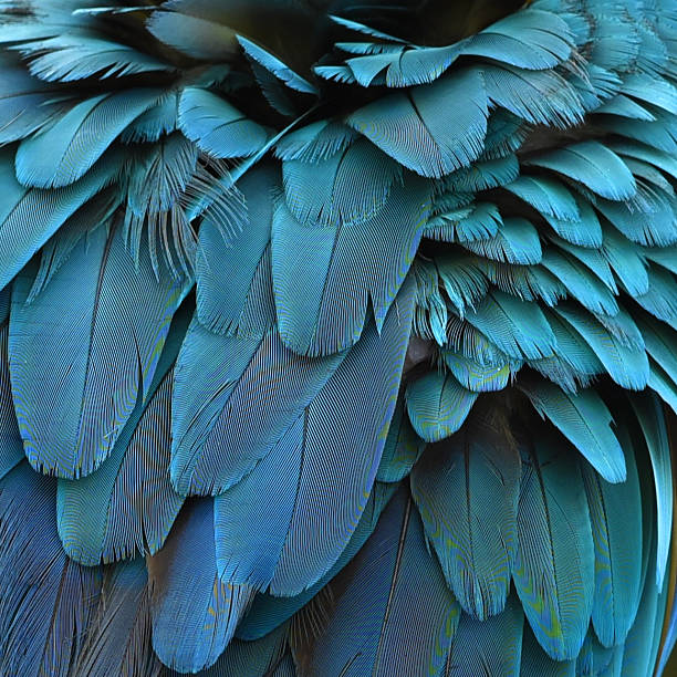 istock Colorful feathers, Blue and Gold Macaw feathers background texture 494902238