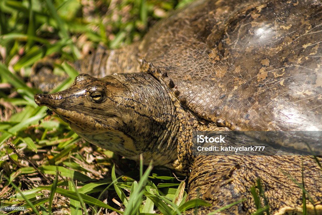 Soft Florida Shelled Turtle - Apalone Ferox This is a Florida Softshell Turtle, Apalone ferox, that lives in my pond in Morgan County Alabama USA. There are many of these here, and they have to coolest snorkel-like nose which they can poke of of the water to hide from predators. 2015 Stock Photo