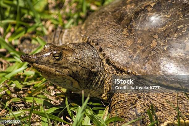 Soft Florida Shelled Turtle Apalone Ferox Stock Photo - Download Image Now - 2015, Animal, Animal Wildlife