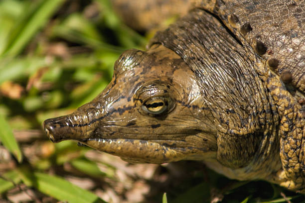 istock Florida Soft Shelled Turtle Closeup - Apalone Ferox 494902686