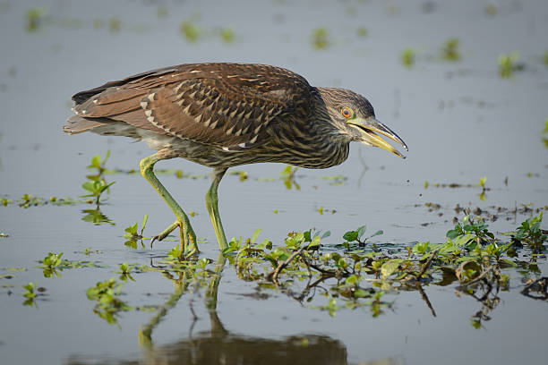 istock American Bittern Fishing 494903672