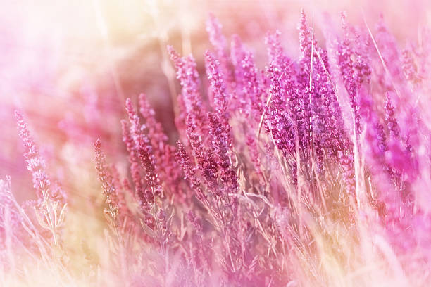 istock Soft focus on purple flowers 494912420