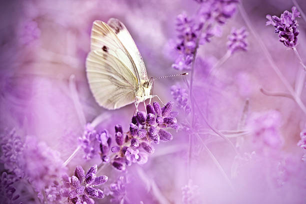 istock Butterfly on lavender - beautiful scene 494912934