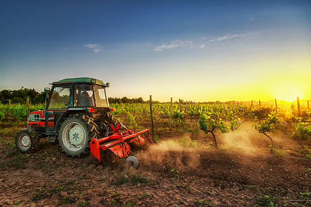 Tractor in the vineyard at sunset Vines on the field and working tractor at sunset crop plant stock pictures, royalty-free photos & images