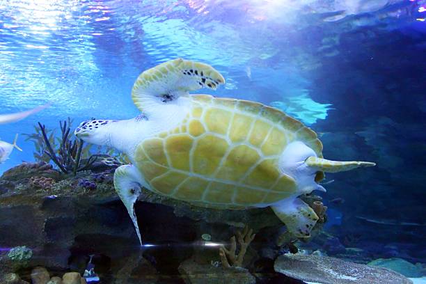 istock Green Sea Turtle swimming 494913294