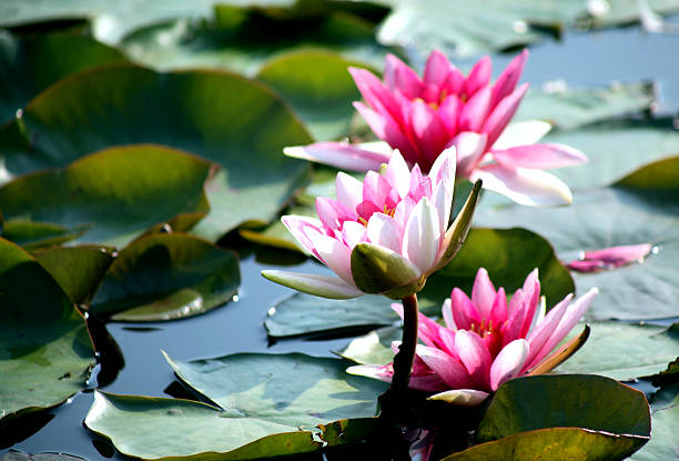 istock Waterlilies On Green Leaves 494914460