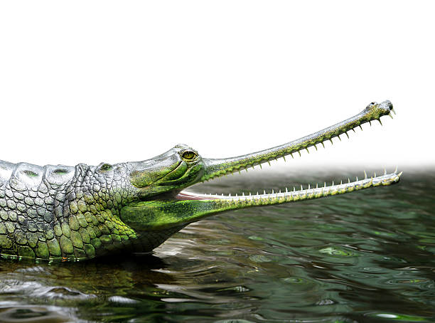 Gharial Gharial (also known as the gavial, and the fish-eating crocodile)  gavial stock pictures, royalty-free photos & images