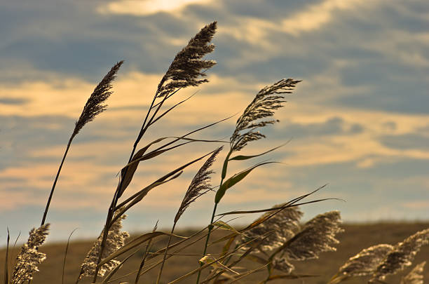 Prairie grass on a dry terrain against dark sky and rainy clouds, north Serbia