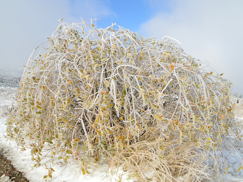 Ice covered bush with yellow leaves