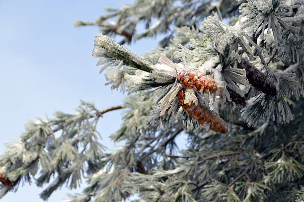 White Fir with Cones in Frost Detail of white fir ice covered branch with orange cones on blue sky. icicle snowflake winter brilliant stock pictures, royalty-free photos & images