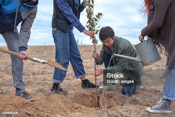 Four Young Men Planting A Tree Stock Photo - Download Image Now - 2015, Adolescence, Adult