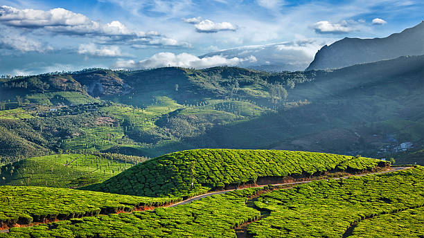 istock Green tea plantations in India 494918320