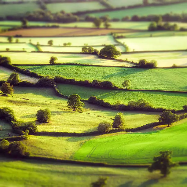 Evening aerial view of summer fields divided by traditional hedges in Somerset, England.  Tilt-shift technique used.