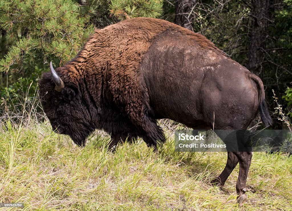 American bison bull American bison (Bison bison), Custer State Park, Black Hills, South Dakota 2015 Stock Photo