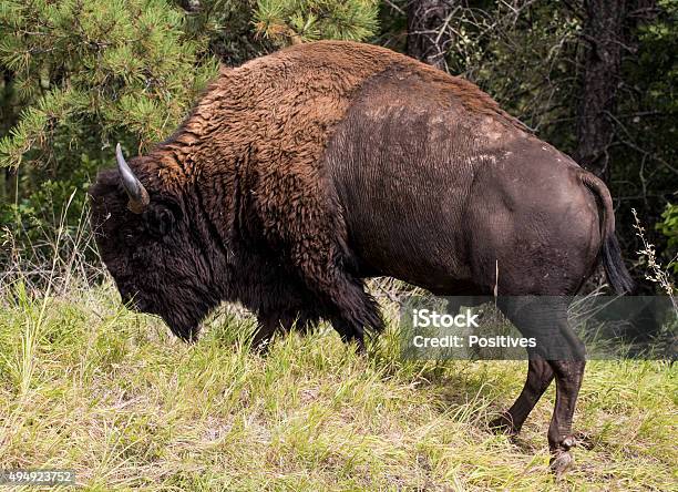American Bison Bull Stock Photo - Download Image Now - 2015, American Bison, Black Hills