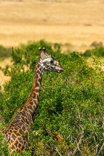 Giraffe in the Masai Mara