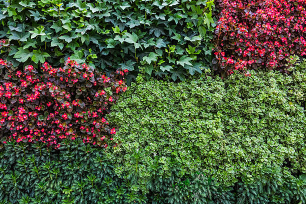 Flower wall stock photo