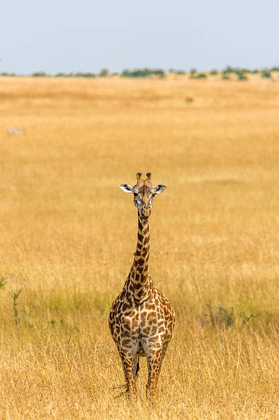 istock Portrait of a giraffe 494924684